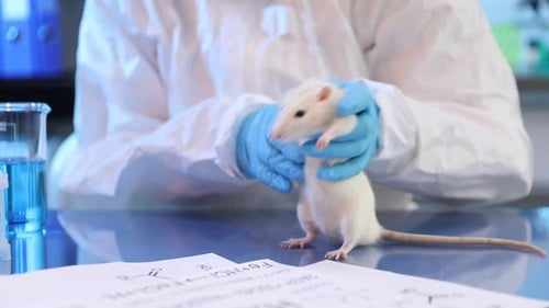 Scientist holds lab rat for medical research.