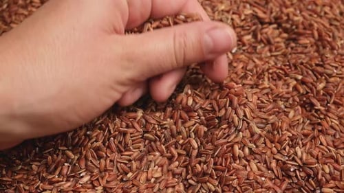 Handful of Dry Red Rice Long Brown Rice in Human Hand Close Up Grains Fall Poured a Stack World