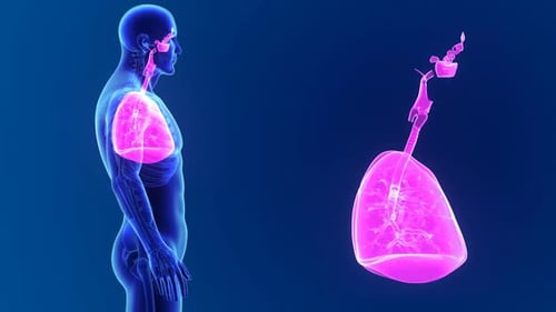3D Human Lungs and Respiratory System Medical Animation