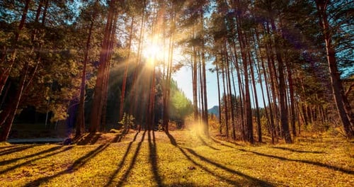 Mountain Evergreen Pine Tree Forest Zeitraffer im Sommer- oder Herbstzeit