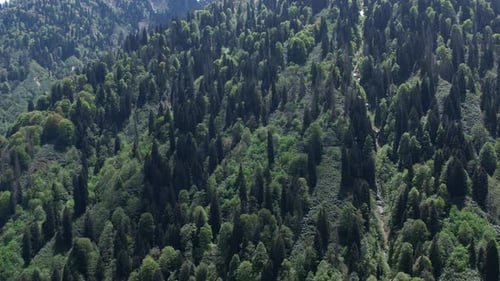 Aerial View Of Hills Covered With Green Trees