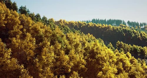 Autumn Forest Landscape with Vibrant Colors in Natural Setting