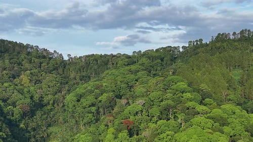 Aerial drone view of a lush tropical rainforest with dense green canopy and clear blue sky