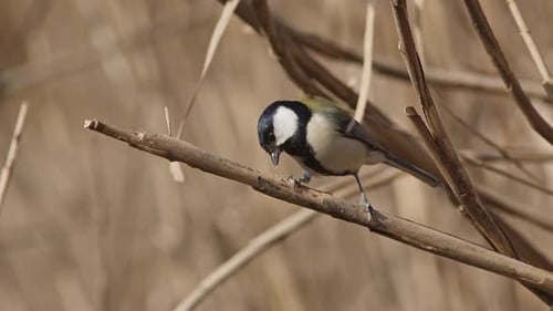Japanese Tit Perching and Pecking on Branch