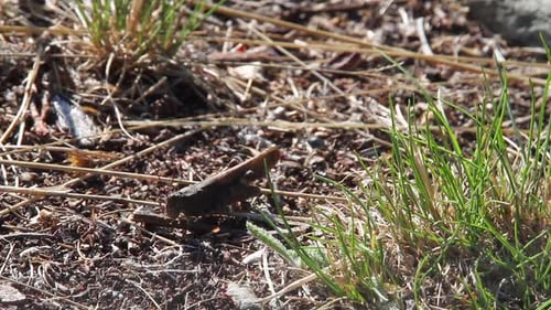 Macro close-up: Lone grasshopper on forest floor duff hops away