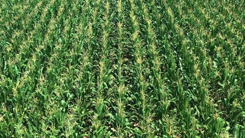 Drone Shot Of Green Organic Corn Field