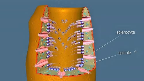 3D Animation of Sponge Anatomy with Sclerocytes and Spicules
