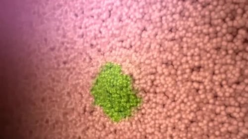 Vibrant green growth on textured pink surface