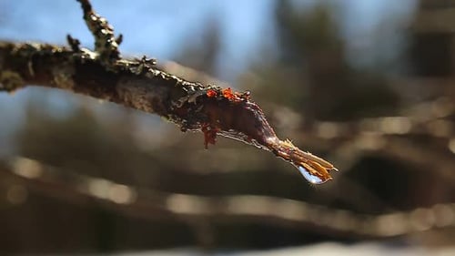 Drop of birch sap falling from a cut twig