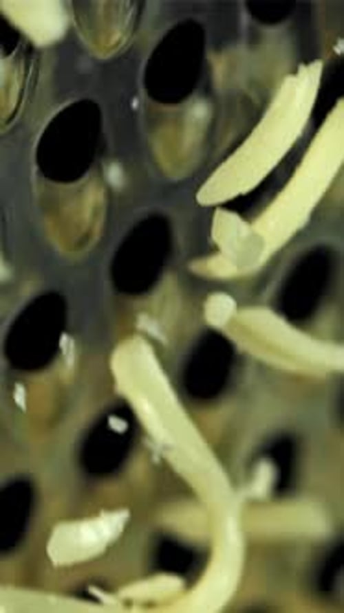 The Grated Cheese Falls Down Filmed on a Highspeed Camera at 1000 Fps