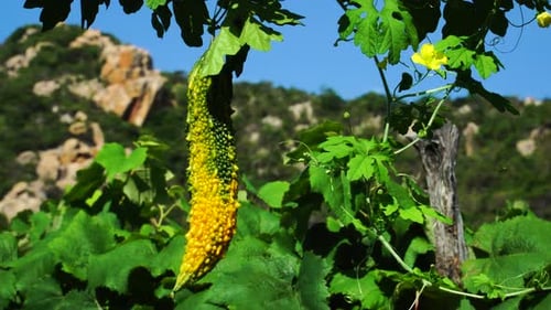 Bitter gourd in jungle of Vietnam