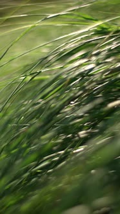 Les brins d'herbe de Soft Focus évoquent dynamisme et tranquillité grâce à leur beauté complexe