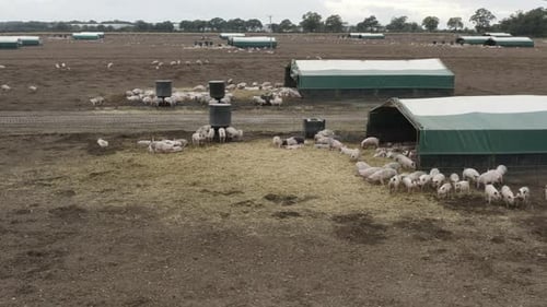 A pig farm with muddy fields and animals feeding. High angle dolly away.