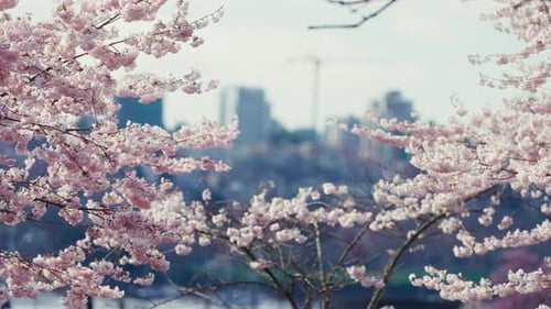 Kirschblütenzeit in der Stadt vor einer modernen Skyline-Kulisse