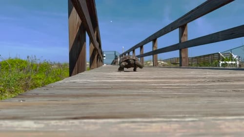 Tartaruga Gopher caminhando em direção à câmera na passarela de madeira da praia, de perto