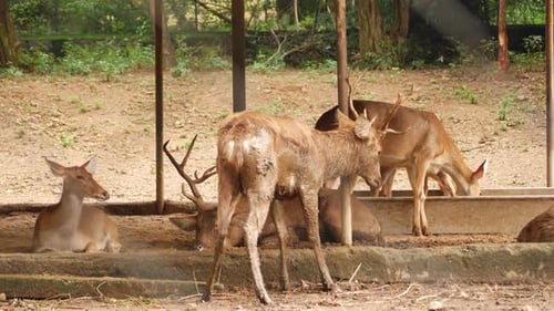 Sitzend, stehend, Hirsche, Wald essen