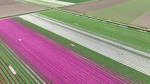 Drone shot of beautiful tulip field in Netherlands Flevoland