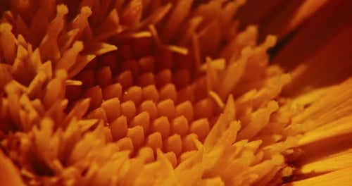 Nahaufnahme einer lebendigen Blume