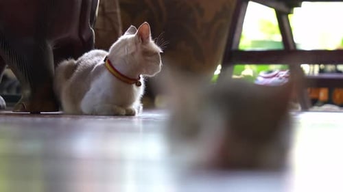 A rack focus close-up shot captures a sleepy tabby kitten loafing in the foreground, shifting focus