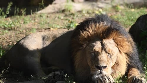 Majestätischer Löwe ruht in freier Wildbahn mit goldener Mähne unter sanftem Sonnenlicht in der Savanne