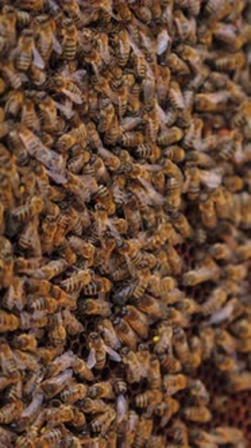 Honey Bees Working on a Honeycomb Close Up