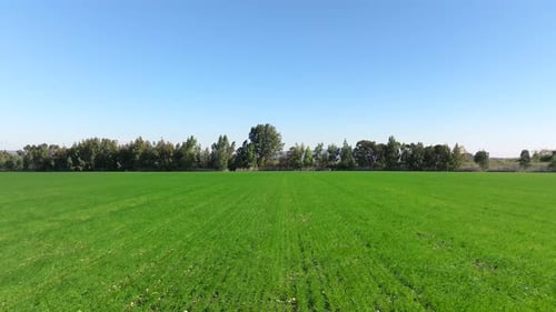 Tree line and Green landscape on a beautiful clear day
