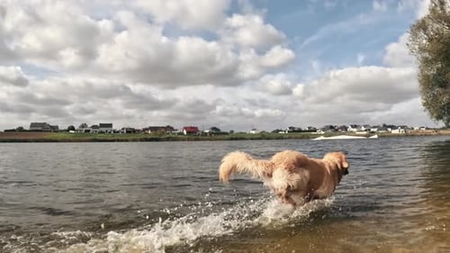 Golden Retriever Dog Runs in Water Joyfully
