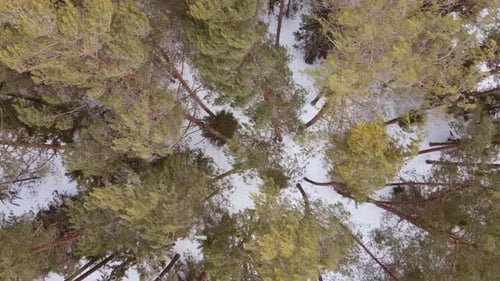 Top Down View Pine Forest In Winter Strong Wind Bends Trees Aerial Drone Shot