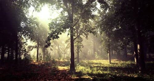 Sunlight Filtering Through Trees in a Serene Forest Setting