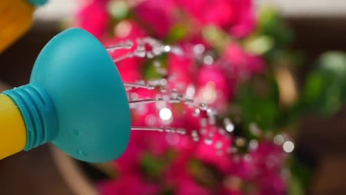 Watering Pink Flowers With a Blue Watering Can