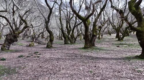 Winter forest peaceful ambiance of a forest in Greece 4K