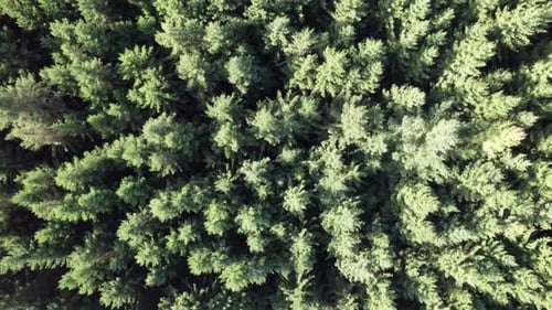 Top-Down View Of Pine Wood. Drone Shot Flying Over Tree Tops, Nature Background - Dolly Shot