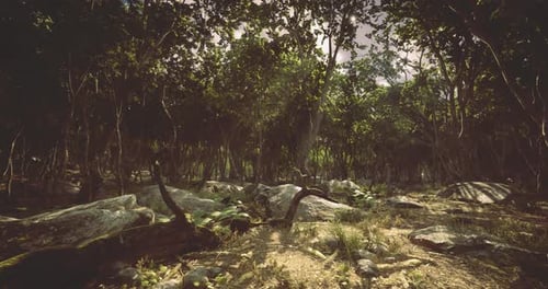 Lush Forest Habitat Alive with Natures Melody and Serenity on a Sunny Day