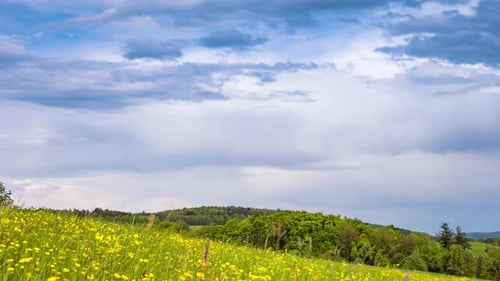 Meadow with Green Grass and Dandelions in a Hilly Valley Under a Cloudy Sky