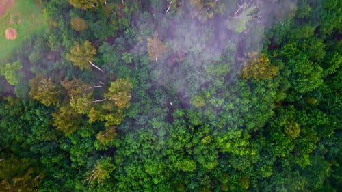 Top drone shot of clouds slight clouds moving above trees in a forest.