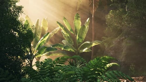Sunlight Filtering Through Lush Tropical Plants in a Serene Forest at Dawn