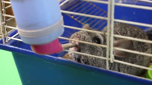 11 1People care for and play with chinchillas.
