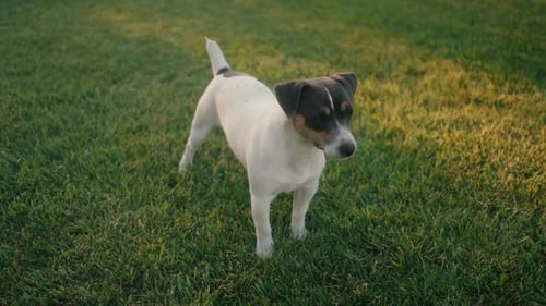 A Playful Dog Joyfully Running in the Lush Green Grass of a Beautiful Outdoor Park