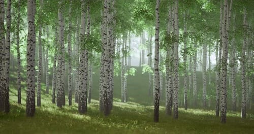 Vibrant Birch Trees Fill the Landscape in a Tranquil Forest Setting