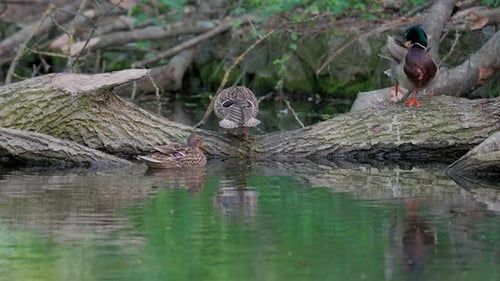 Ducks in Serene Pond on Mossy Log