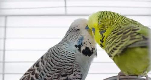 Two Cute Czech Budgerigars Gently Interacting in a Cage Displaying Their Affectionate Behavior