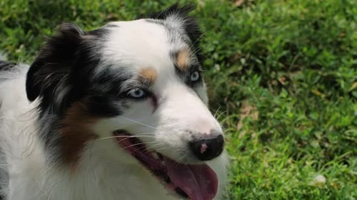 Australian Shepherd Dog Portrait with Striking Blue Eyes Captured Outdoors in a Park Setting