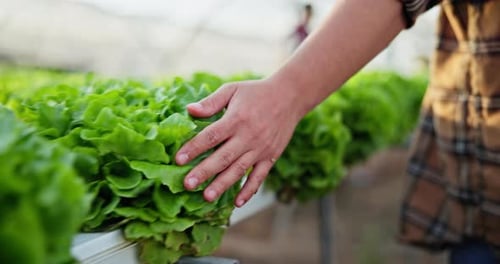 Hand-, Farmer- und Anfassgemüse für die Landwirtschaft oder zur Kontrolle des Lebensmittelwachstums im Unternehmen aus nächster Nähe