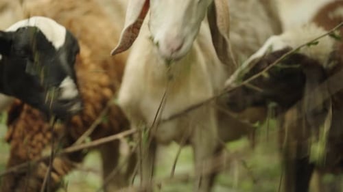 Different Kind of Sheep Eating Leaves from a Branch, White Brown and Black Sheep, Close Up