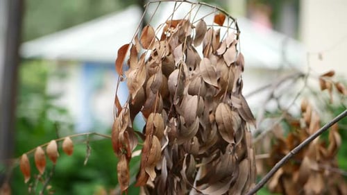 Ein Ast mit getrockneten Blättern