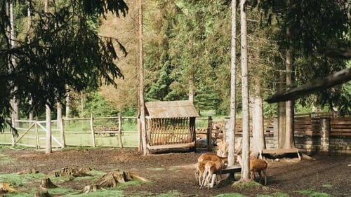 Red Deer in Carpathian Pine Forest Raising Deer in Their Natural Environment