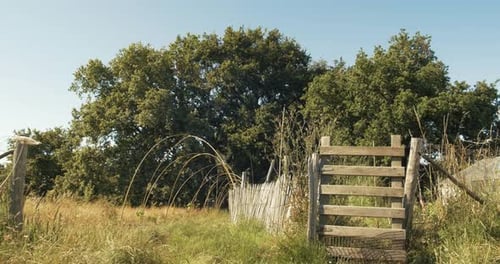 Uma enorme árvore na floresta da França.
