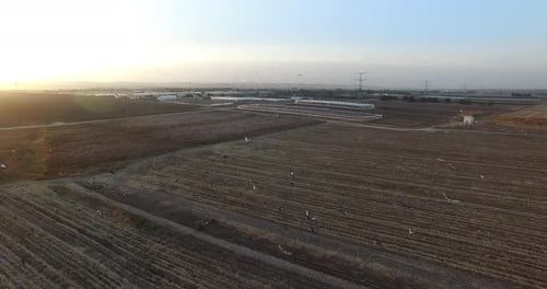 Vista aérea sobre bandadas de palomas, Israel