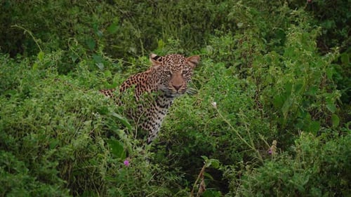 A leopardd in the African savanna immersed in the wild natural habitat. Concept of: animals, trave