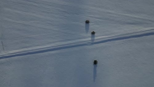 Aerial shot taken from directly above captures a snowy field with three lone trees casting long shad